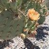 pricklypear505